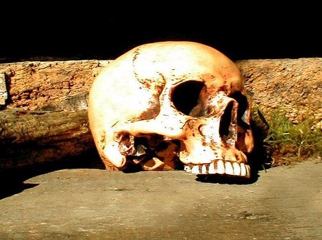 1 anatomische schedel-Polystein-scheldel-doods hoofd - 0