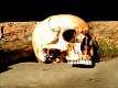 1 anatomische schedel-Polystein-scheldel-doods hoofd - 0 - Thumbnail