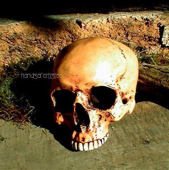 1 anatomische schedel-Polystein-scheldel-doods hoofd - 1
