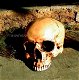 1 anatomische schedel-Polystein-scheldel-doods hoofd - 1 - Thumbnail