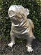 Bulldog groot en fors model, polystein-bulldog-hond - 2 - Thumbnail