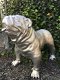 Bulldog groot en fors model, polystein-bulldog-hond - 4 - Thumbnail