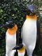 Familie Pinguin beelden in kleur, polystein-pinquin-pinguin - 4 - Thumbnail
