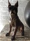 Franse bulldog model-craftwood-bruin zittend-hond-dog - 0 - Thumbnail