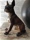 Franse bulldog model-craftwood-bruin zittend-hond-dog - 1 - Thumbnail