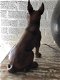 Franse bulldog model-craftwood-bruin zittend-hond-dog - 3 - Thumbnail