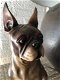 Franse bulldog model-craftwood-bruin zittend-hond-dog - 6 - Thumbnail