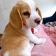 Mooie Beagle Puppy voor adoptie - 0 - Thumbnail