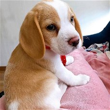 Mooie Beagle Puppy voor adoptie