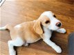 Mooie Beagle Puppy voor adoptie - 1 - Thumbnail