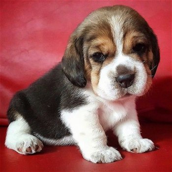 Mooie Beagle Puppy voor adoptie - 0