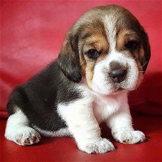 Mooie Beagle Puppy voor adoptie