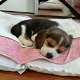 Mooie Beagle Puppy voor adoptie - 1 - Thumbnail