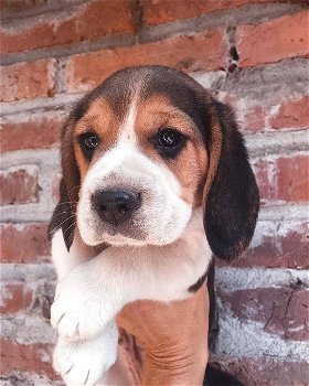 Mooie Beagle Puppy voor adoptie - 2