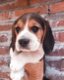 Mooie Beagle Puppy voor adoptie - 2 - Thumbnail