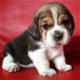 Mooie Beagle Puppy voor adoptie - 0 - Thumbnail