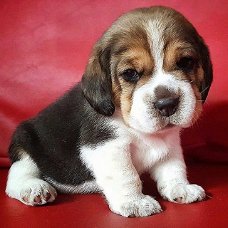 Mooie Beagle Puppy voor adoptie