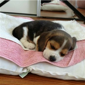 Mooie Beagle Puppy voor adoptie - 1