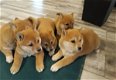 SHIBA INU PUPS - 0 - Thumbnail