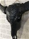 Indian stierenschedel zwart kleur-zwarte horens-schedel - 4 - Thumbnail