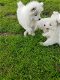 SAMOYED PUPS - 0 - Thumbnail