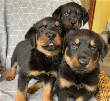 Rottweiler-puppy's