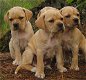 Portuguese Pointer Pups - 0 - Thumbnail