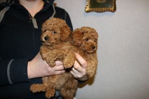 Minature poodle Pups - 0