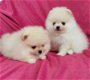 Pomeranian Pups - 0 - Thumbnail