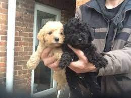 Norfolk puppies - 0
