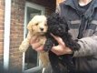 Norfolk puppies - 0 - Thumbnail