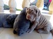 Neapolina Mastiff Pups - 0 - Thumbnail