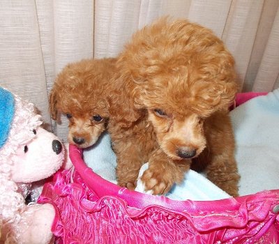 Miniature poodle Pups - 0