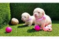 Maltipoo Pups - 0 - Thumbnail