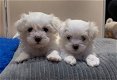 Maltese pups - 0 - Thumbnail