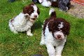 Lagotto Romagnolo pups - 0 - Thumbnail