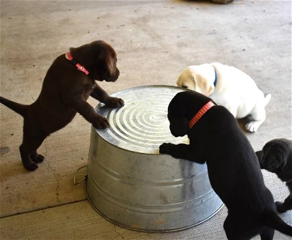 Labrador Retreiver Pups - 0