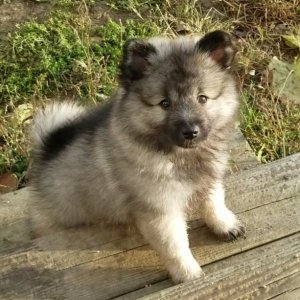 Keeshond Pups - 0