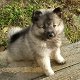 Keeshond Pups - 0 - Thumbnail