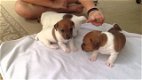 Jack Russel Pups - 0 - Thumbnail