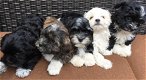 Havanese pups - 0 - Thumbnail