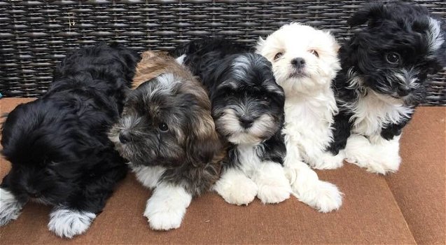 Havanese pups - 0