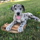 Great Dane Pups - 0 - Thumbnail