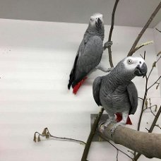  Afrikaanse grijze papegaaien ter adoptie