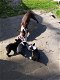 Boston terrier pups - 0 - Thumbnail
