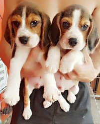 Beagle pups - 0