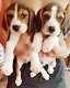 Beagle pups - 0 - Thumbnail