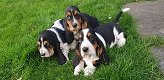 Basset hound pups - 0 - Thumbnail
