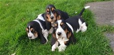 Basset hound pups