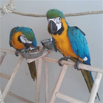 Schattige ara papegaaien voor adoptie - 0